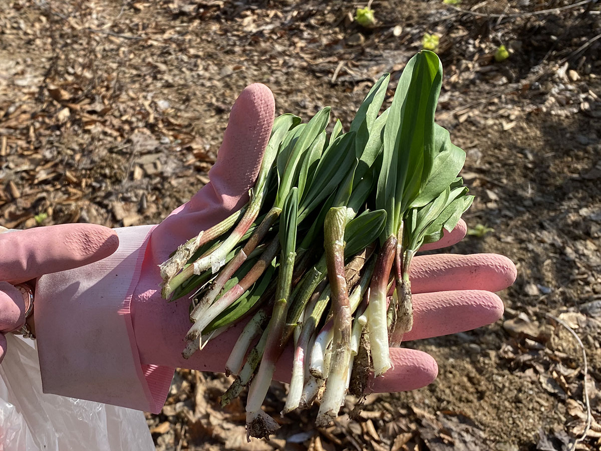 2020行者ニンニク（アイヌネギ）シーズン開幕 | 大盛上等2！