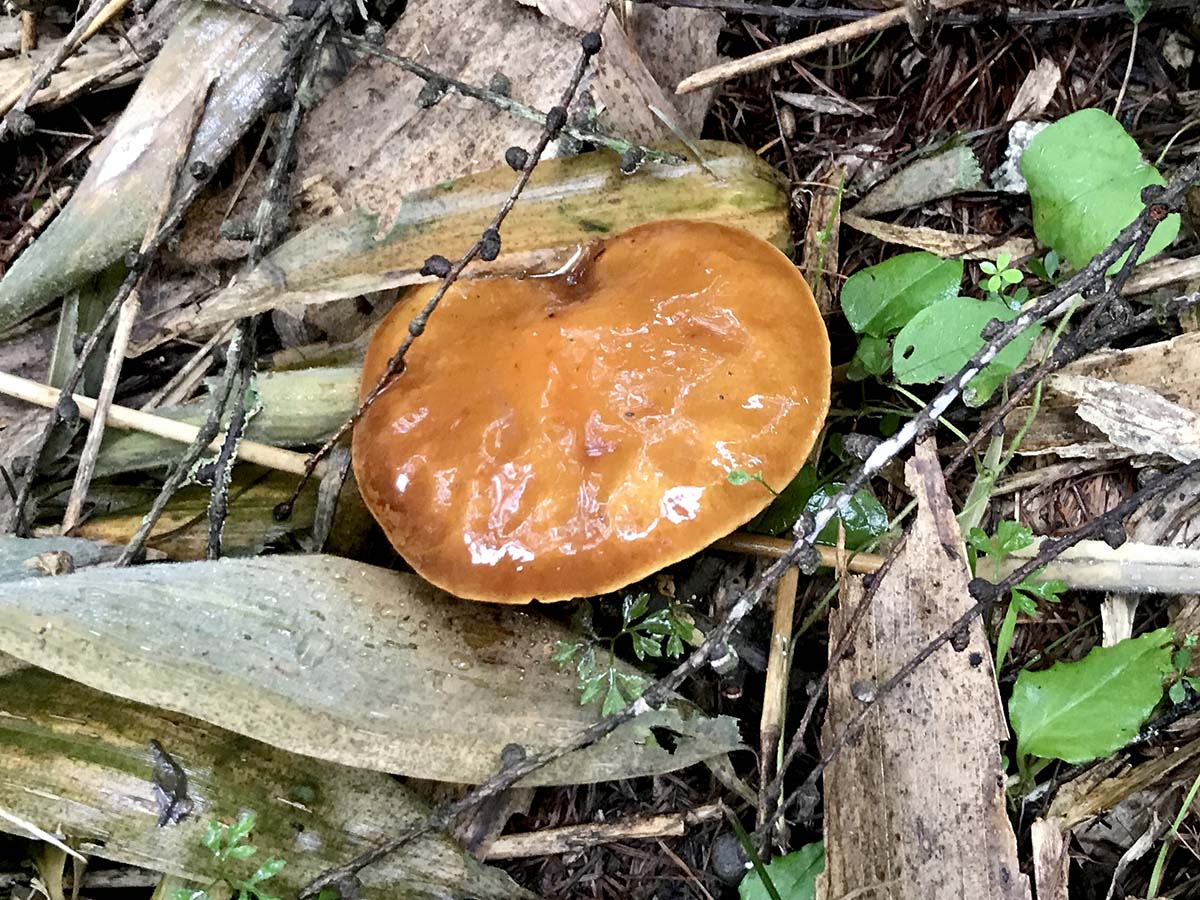 キノコ ばくろ 朝採り - 岩手県の食品